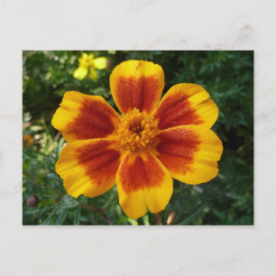 Disco Marigold Orange and Red Summer Flower Postcard