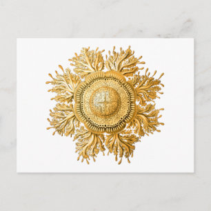 Discomedusae Postcard