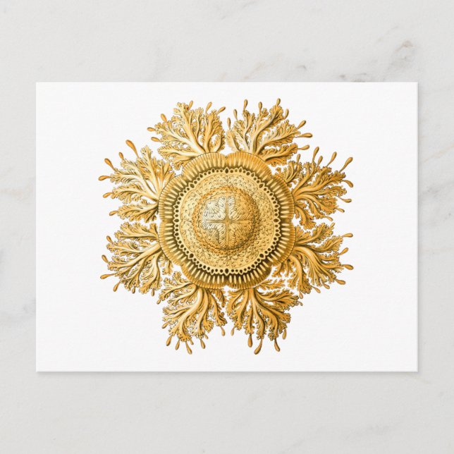 Discomedusae Postcard (Front)