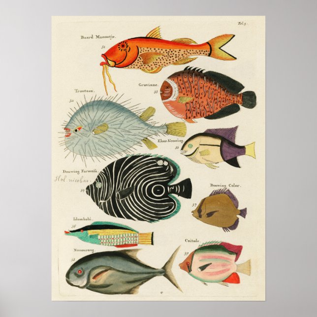 Discover the Colourful Marine Life. Vintage Poster (Front)