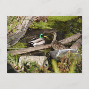 Discovery Park Ducks Postcard