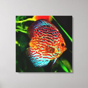 Discus aquarium fish canvas print