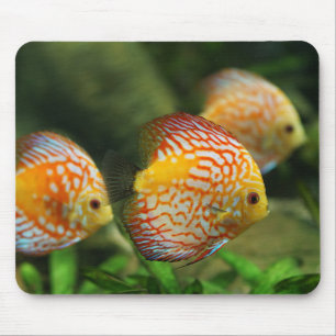 discus fish, aquarium, freshwater mouse pad