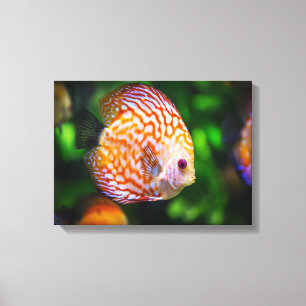 Discus fish canvas print