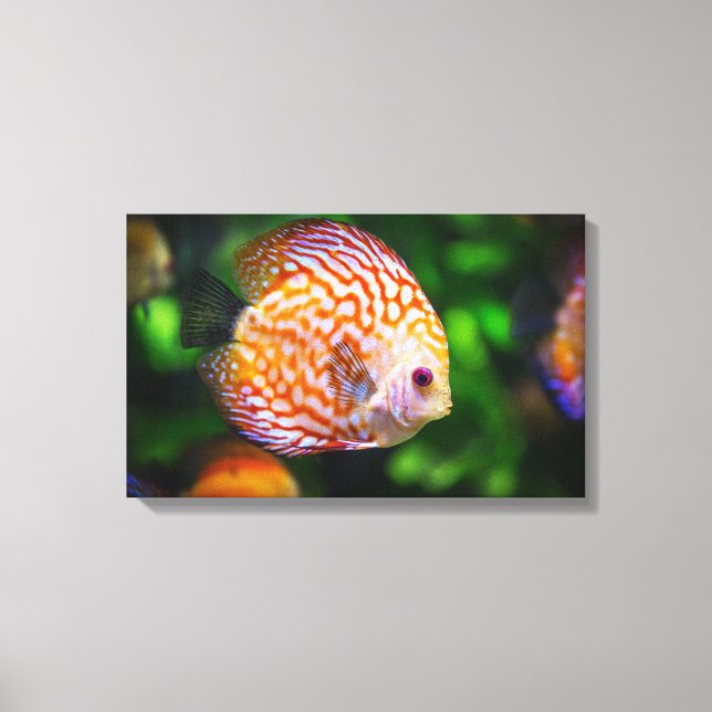 Discus fish canvas print (Front)