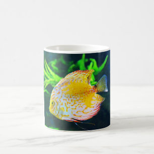 Discus fish coffee mug