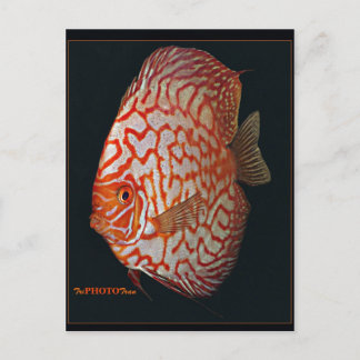 discus fish postcard