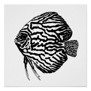 Discus fish print / poster