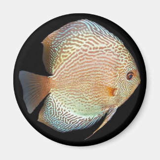 discus magnet