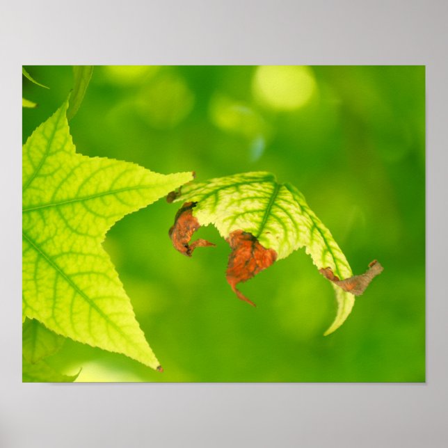 Diseased Maple Leaf Poster (Front)