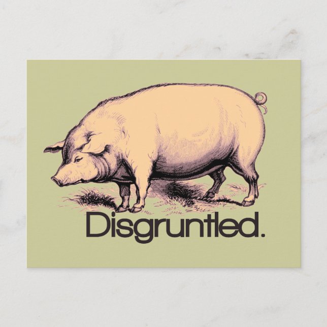 Disgruntled Pig Postcard (Front)