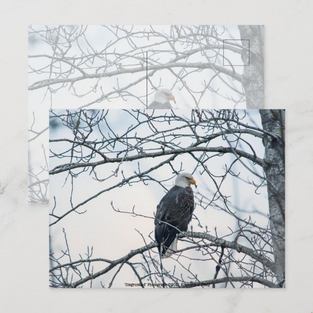 Disgruntled Postcard (Front/Back)
