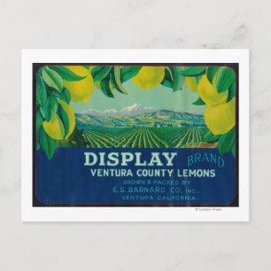 Display Lemon LabelVentura, CA Postcard