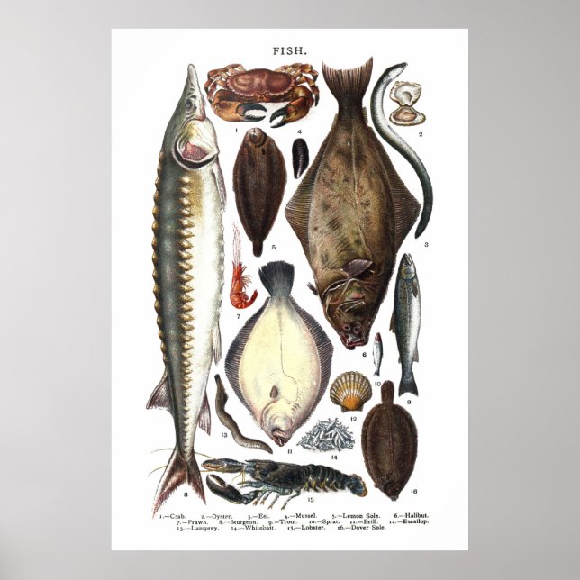 Display of different types of Fish Poster (Front)