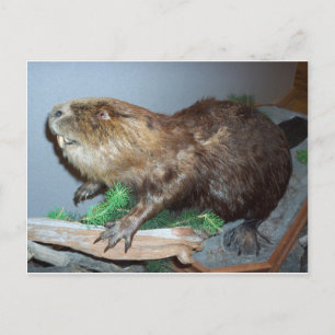 Displayed Beaver Postcard