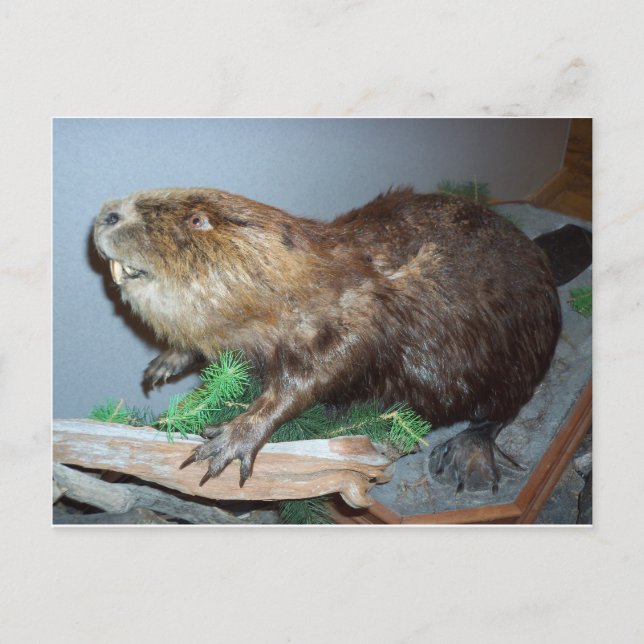 Displayed Beaver Postcard (Front)