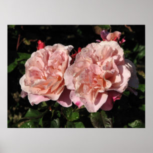 Distant Drums Shrub Rose 142 Poster