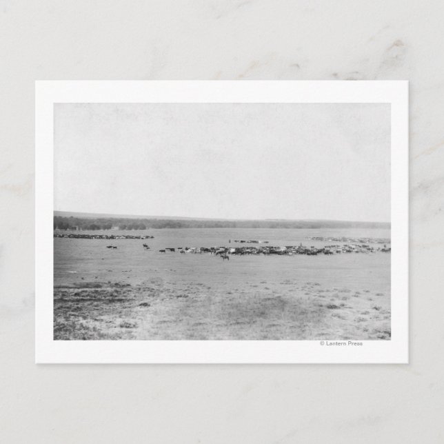Distant View of Cowboys with Cattle Herds Postcard (Front)