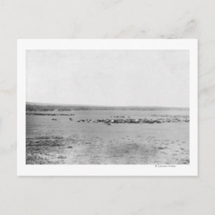 Distant View of Cowboys with Cattle Herds Postcard