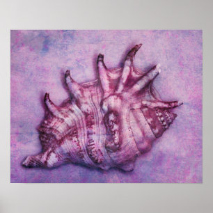Distressed Conch Poster