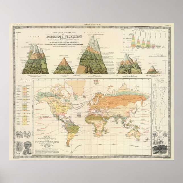 Distribution vegetation poster (Front)
