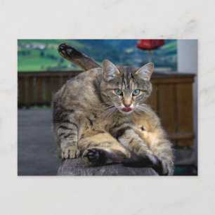 Disturbed While Cleaning Postcard