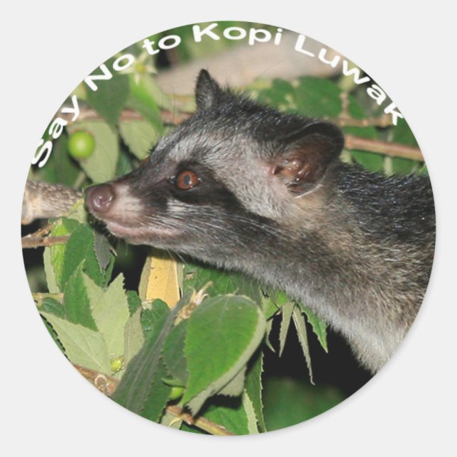Dites non à Kopi Luwak Sticker (Devant)