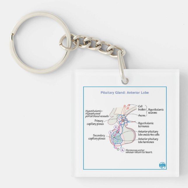 DITKI Anterior Pituitary Gland Physiology Keychain (Front)