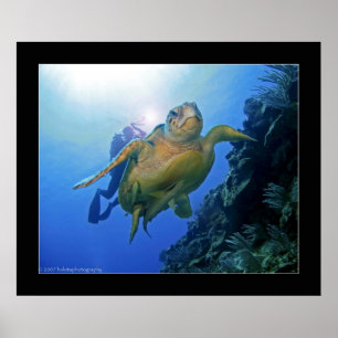 Diver and Turtle in Belize Poster