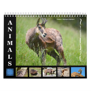 Divers animaux calendrier 12 mois