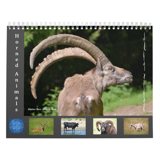 Divers animaux calendrier 12 mois (Protection)