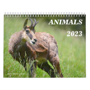 Divers calendrier des animaux