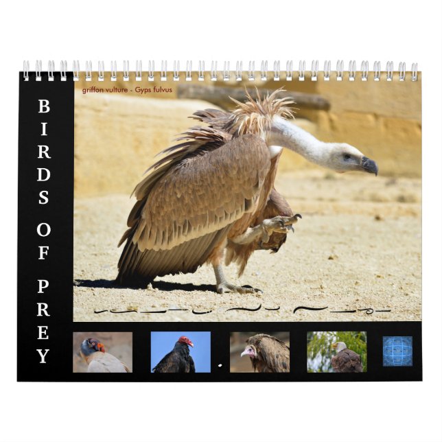 Divers oiseaux de proie calendrier 12 mois (Protection)