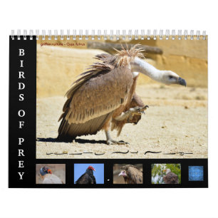 Divers oiseaux de proie calendrier 12 mois