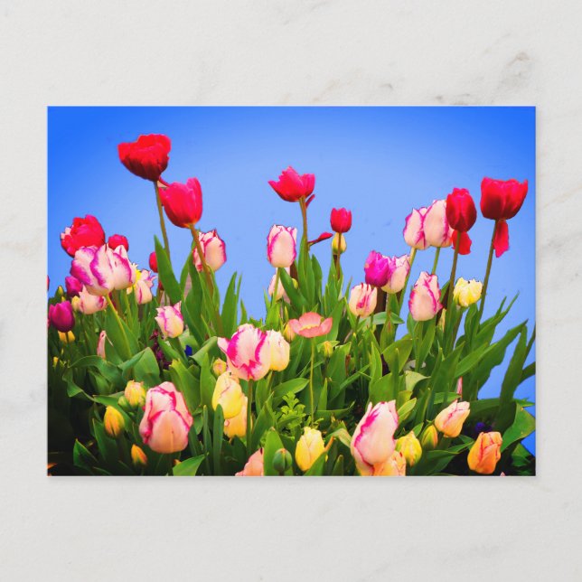 Diverses Tulipes #3 Carte Postale (Devant)