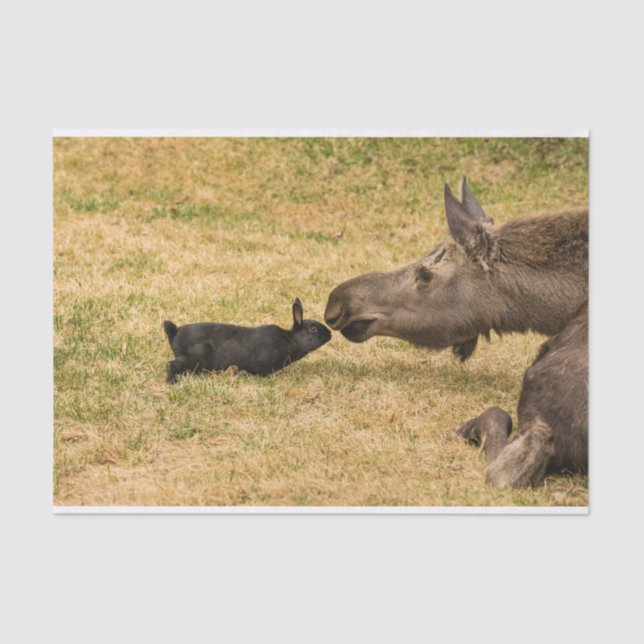 Diversity Tissue Paper (Front)