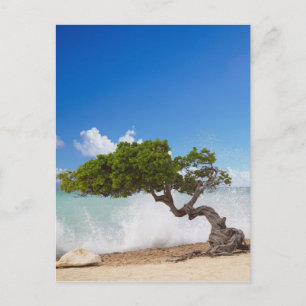 Divi Divi Tree, Eagle Beach, Aruba, Caribbean Postcard
