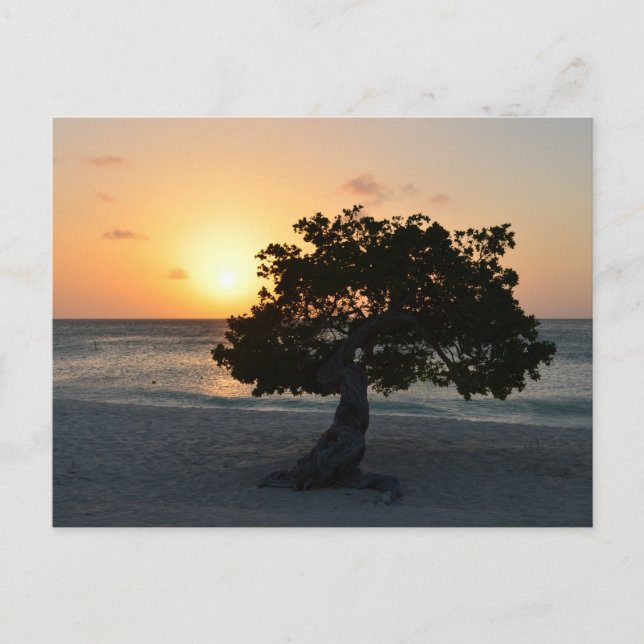 Divi Tree Sunset Postcard (Front)