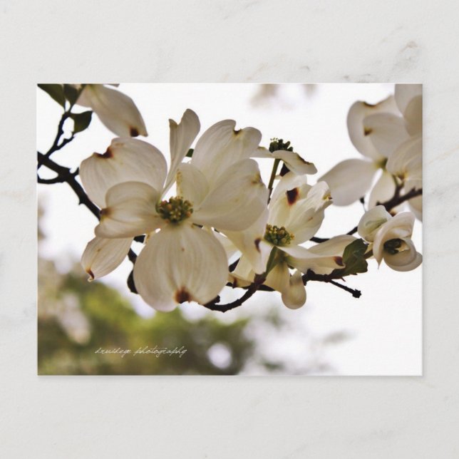 Divine Dogwood Spring Postcard (Front)