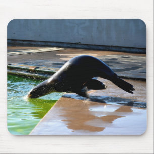 Diving Californian sea lion Mouse Pad