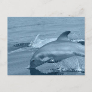 Diving Dolphin Postcard