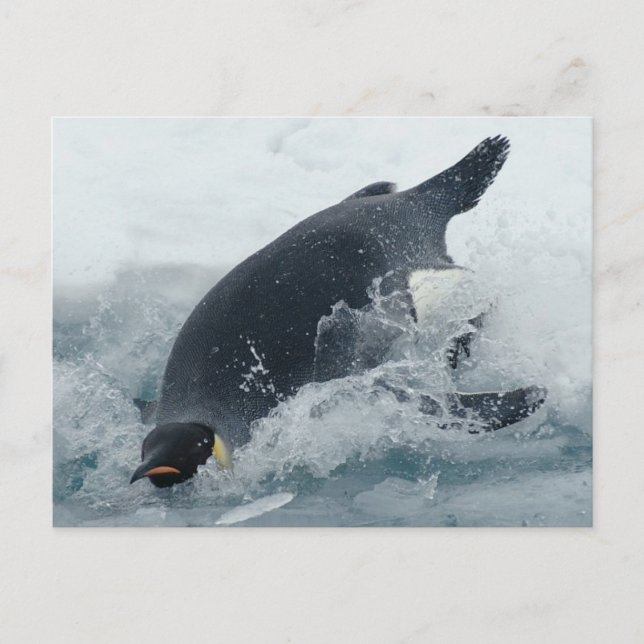 Diving Emperor Penguin Postcard (Front)