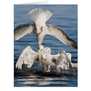 Diving Gulls