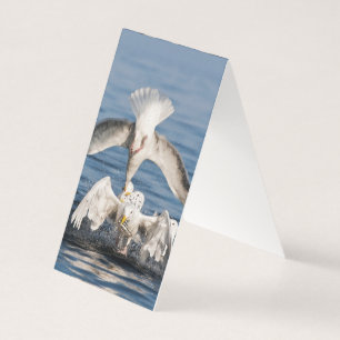 Diving Gulls