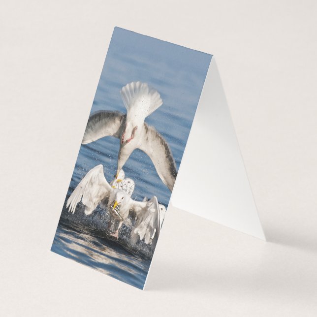 Diving Gulls (Back)