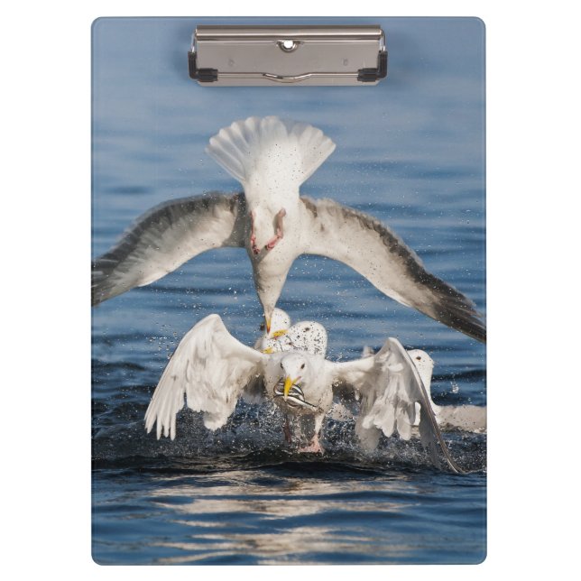 Diving Gulls Clipboard (Front)
