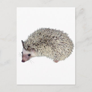 DIY Hedgehog left Postcard