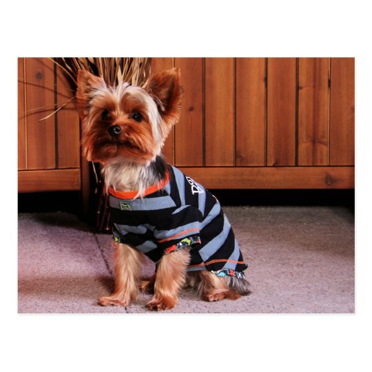 DJ - Yorkshire Terrier - Smith Postcard