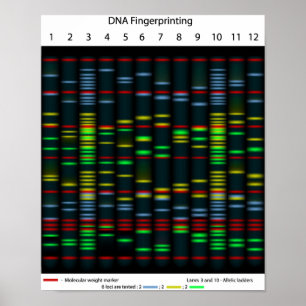 DNA fingerprinting Poster