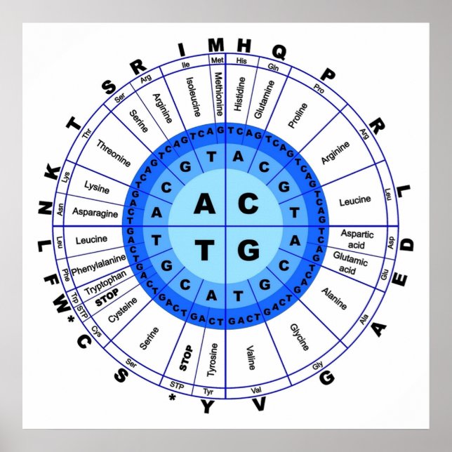 DNA Genetic Code Circle Gene Codon Amino Acid Poster (Front)